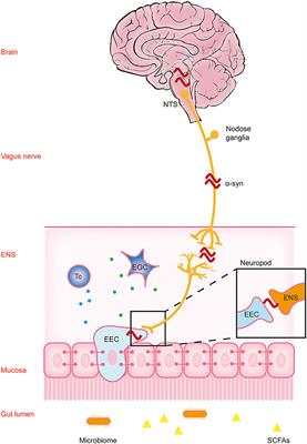 The Pathological Mechanism Between the Intestine and Brain in the Early Stage of Parkinson's Disease